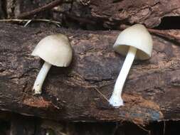 Слика од Pluteus americanus (P. Banerjee & Sundb.) Justo, E. F. Malysheva & Minnis 2014