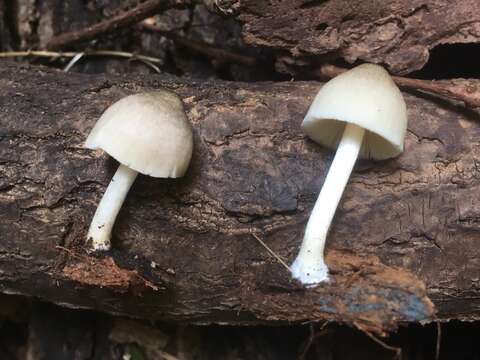 Слика од Pluteus americanus (P. Banerjee & Sundb.) Justo, E. F. Malysheva & Minnis 2014