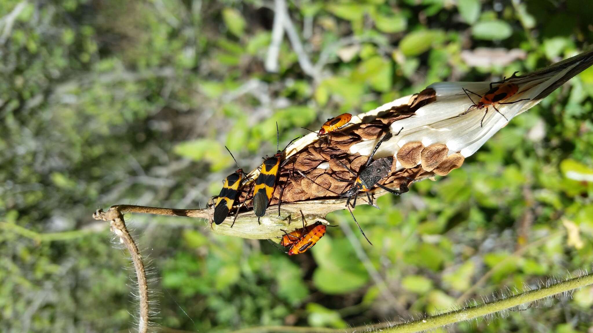 Image of Large Milkweed Bug