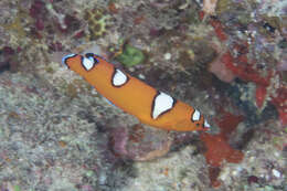 Image of African clown wrasse