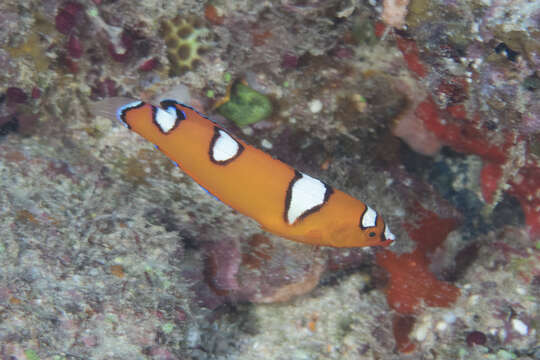 Image of African clown wrasse