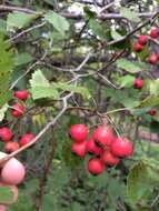 Image of Canadian hawthorn