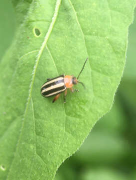 Image of Pigweed Flea Beetle