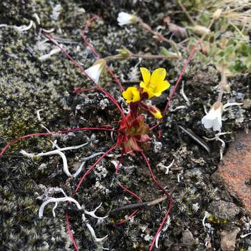 Image of broadsepal saxifrage