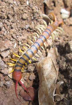 Image of red-headed centipede