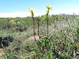 Plancia ëd Senecio alooides DC.