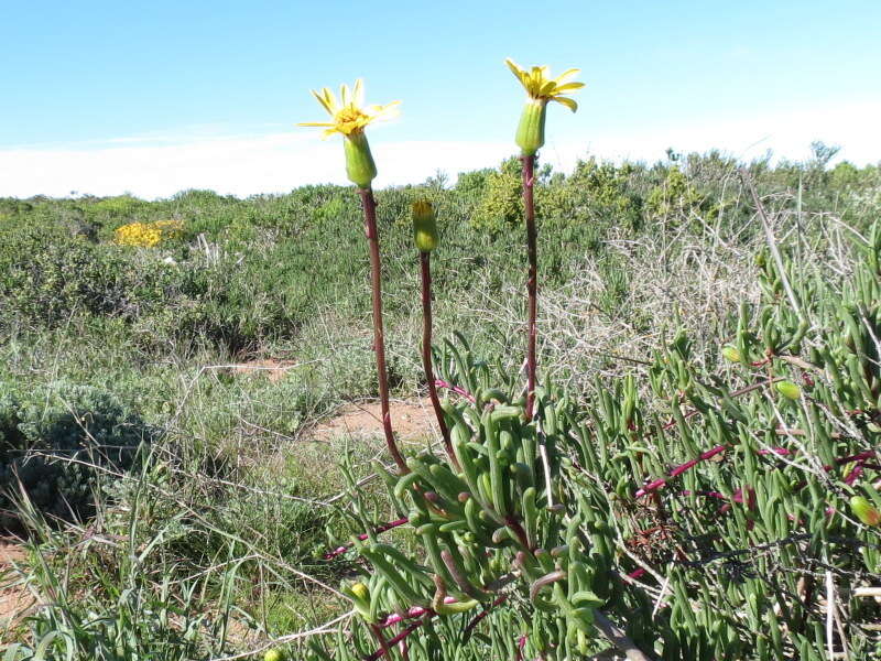 Image of Senecio alooides DC.