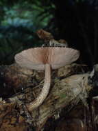 Image of Pluteus perroseus E. Horak 1983