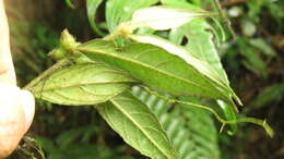 Image of Lasianthus curtisii King & Gamble