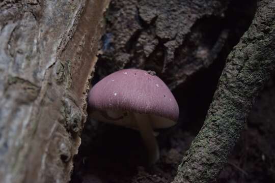 Image of Leucoagaricus lilaceus Singer 1952