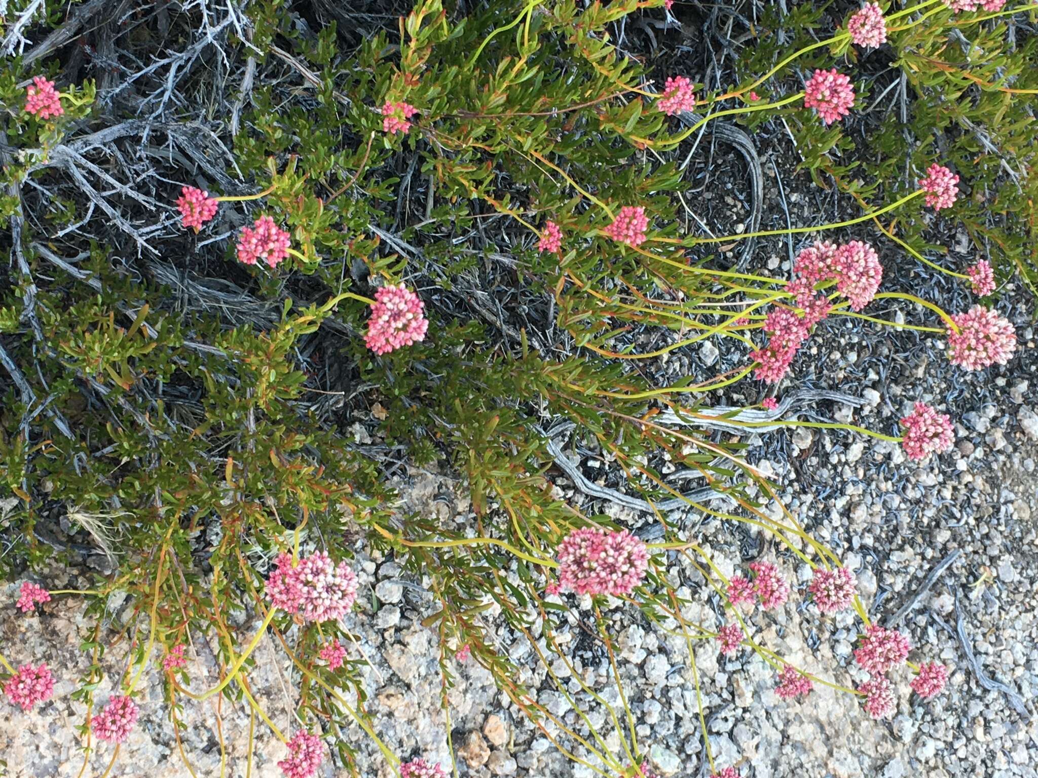 Image of Eastern Mojave buckwheat