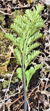 Image of Asplenium chathamense Brownsey