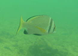 Image of Bridled seabream