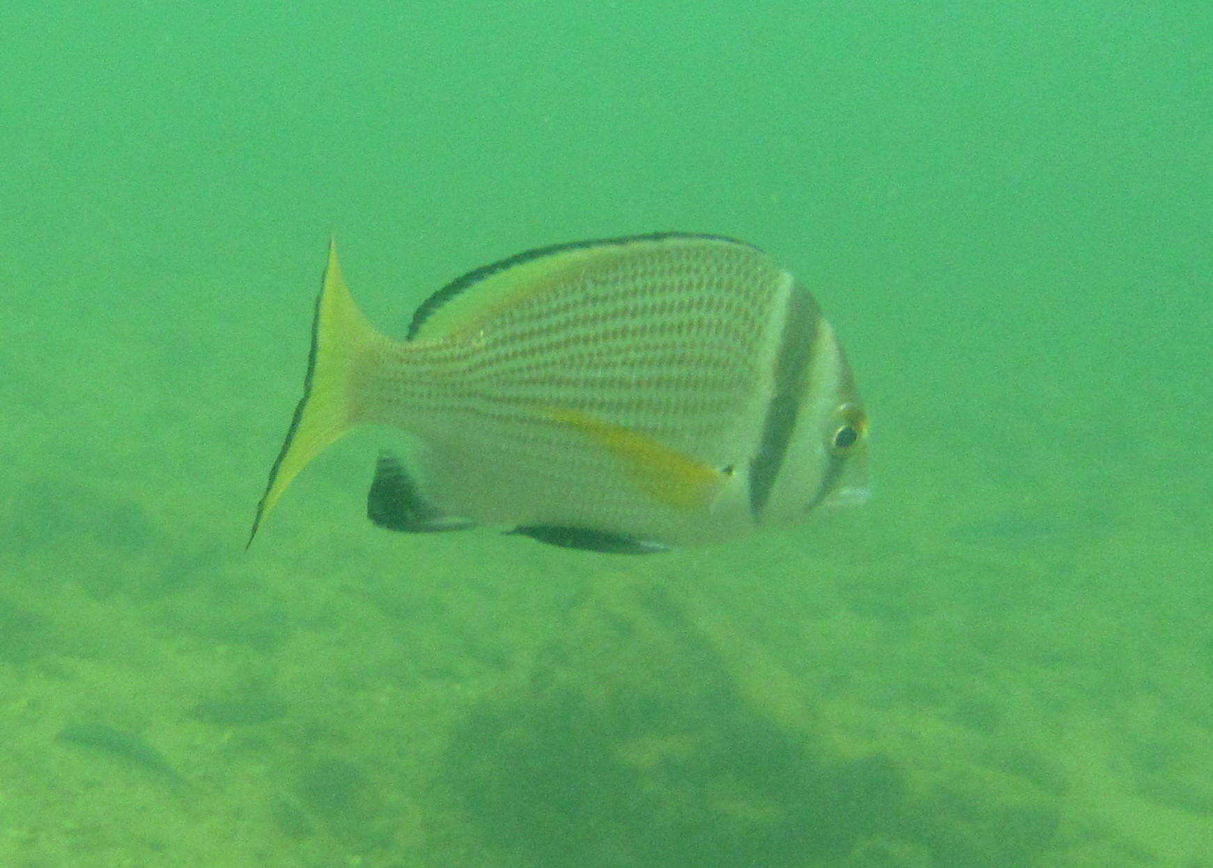 Image of Bridled seabream