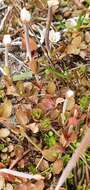 Image of Epilobium alsinoides subsp. alsinoides