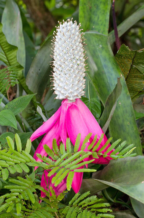 Image of Aechmea mariae-reginae H. Wendl.