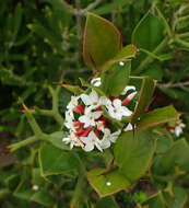 Image de Carissa bispinosa var. bispinosa