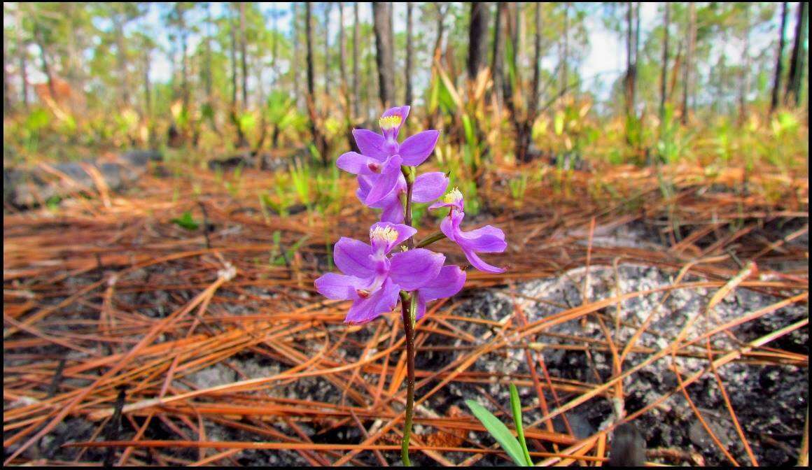 Calopogon multiflorus Lindl.的圖片