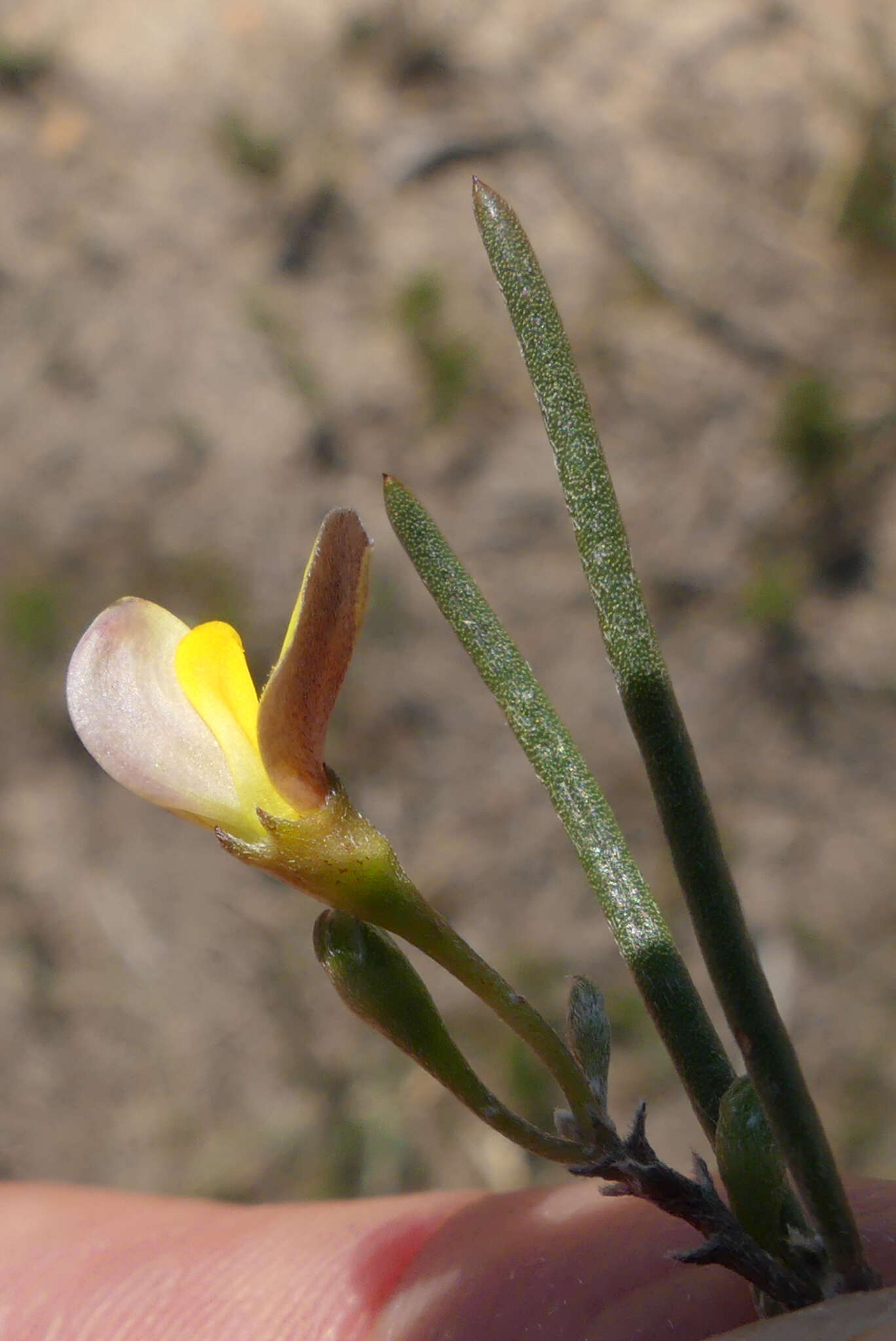 Image of <i>Aspalathus lebeckioides</i>