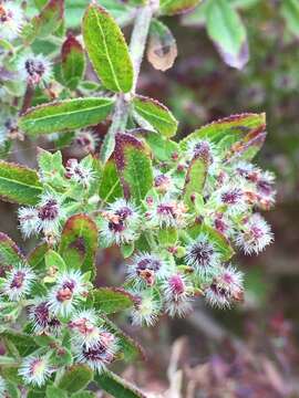 Image of Santa Catalina Island bedstraw