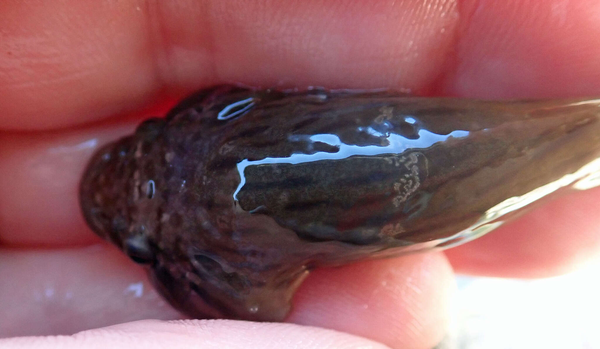 Image of New Zealand lumpfish