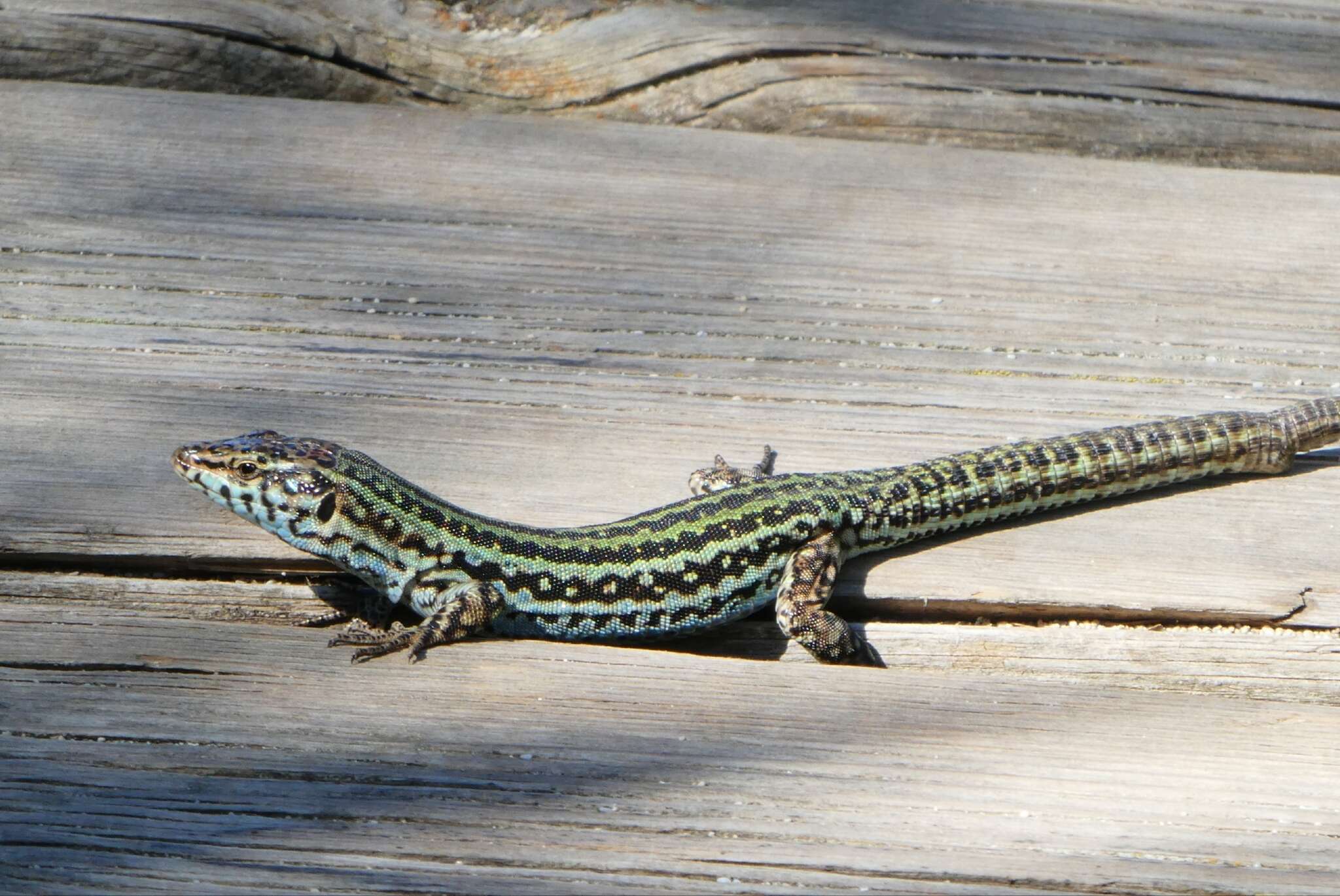 Image of Podarcis pityusensis formenterae (Eisentraut 1928)