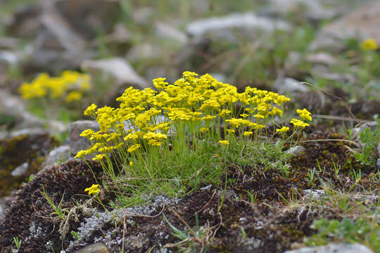 Image of Draba scabra C. A. Mey.