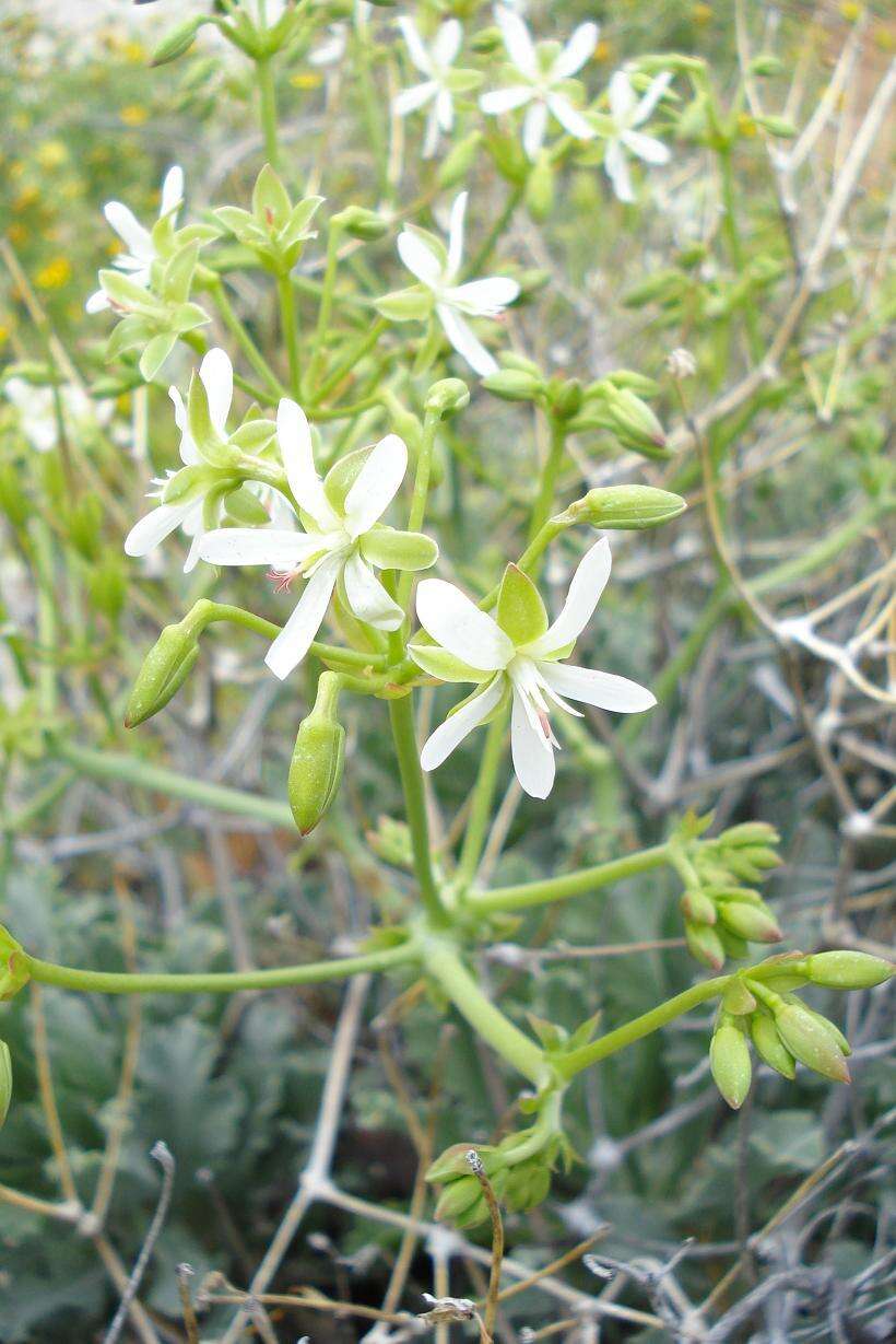 Image of Pelargonium klinghardtense Knuth