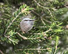 Sivun Melaleuca halmaturorum F. Müll. ex Miq. kuva