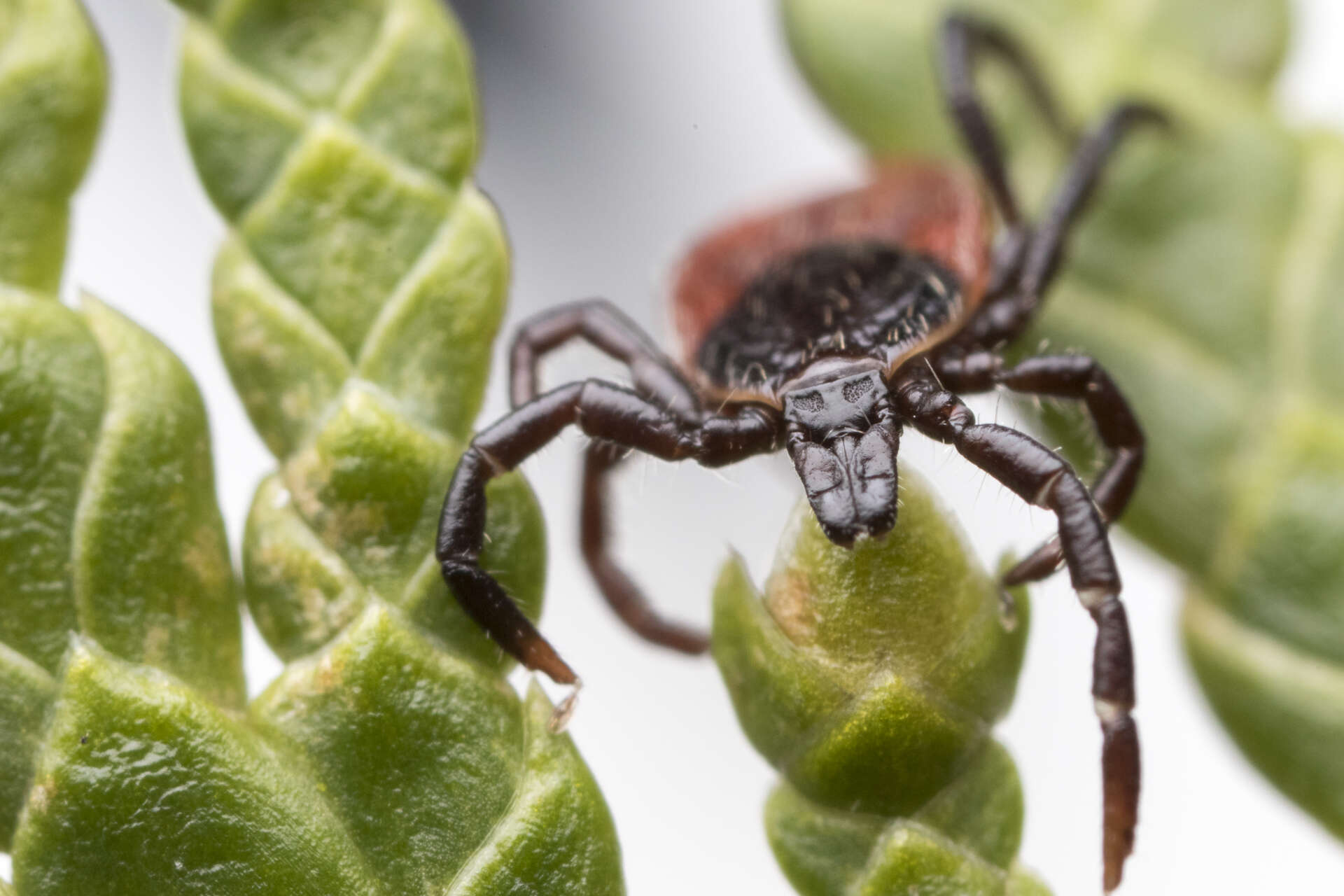 Image de Ixodes pacificus Cooley & Kohls 1943