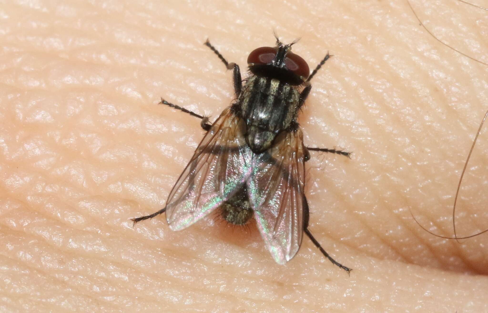 Image of house fly