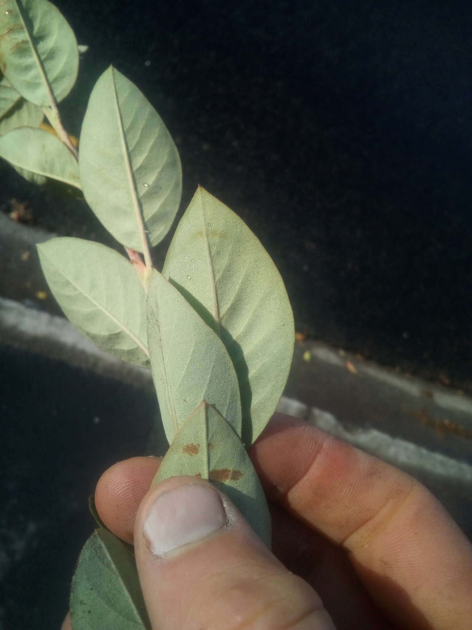 Plancia ëd Cotoneaster glaucophyllus Franch.