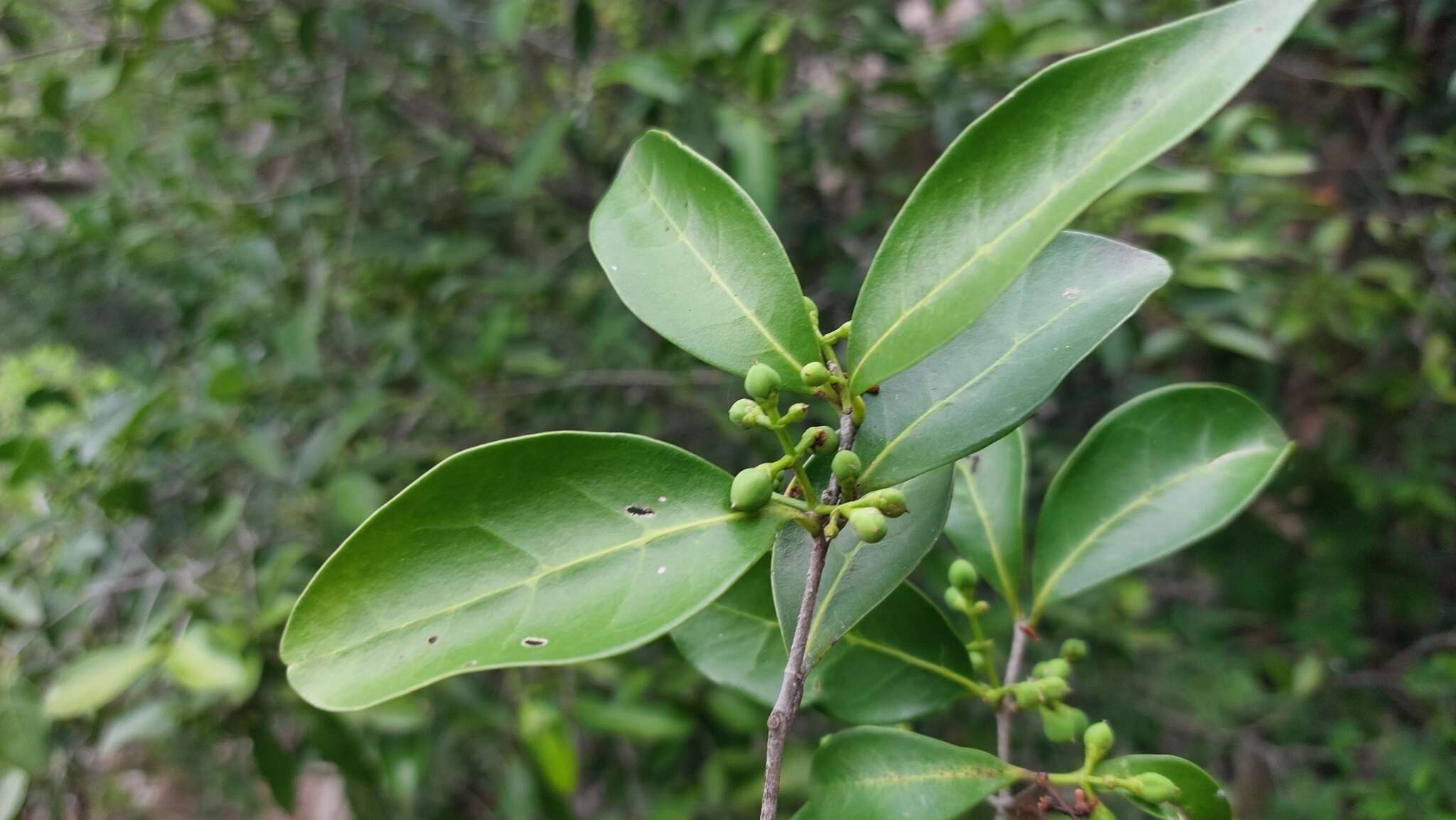 Image of Chionanthus foveolatus subsp. foveolatus