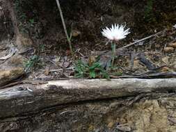 Image of Argentipallium dealbatum (Labill.) P. G. Wilson