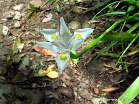 Image of Wild iris