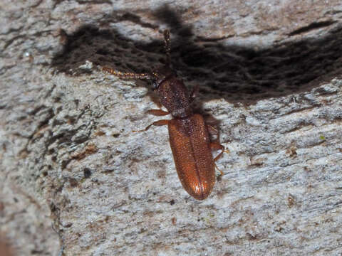 Image of Beetle