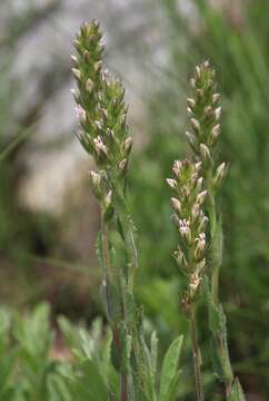 Image of Cyphia elata var. elata