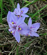 Image of Moraea australis (Goldblatt) Goldblatt