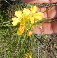 Oenothera berlandieri subsp. pinifolia (Engelm.) W. L. Wagner & Hoch resmi