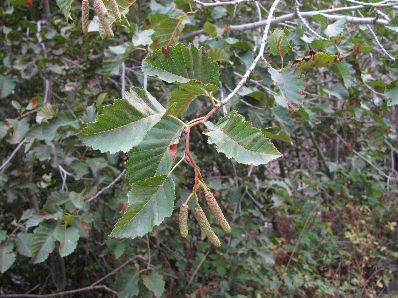 Image of thinleaf alder