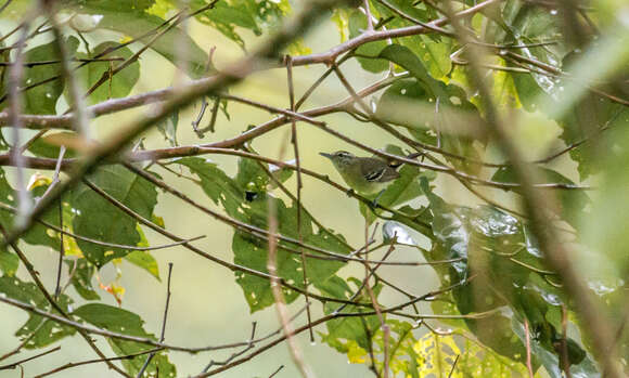 Image of Yellow-breasted Antwren