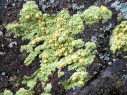 Image of Sulphur dust lichen