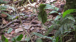 Image of Little Tinamou