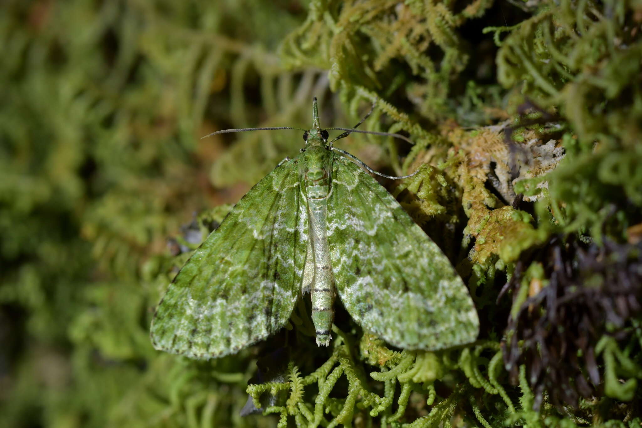 Image of kāmahi green spindle