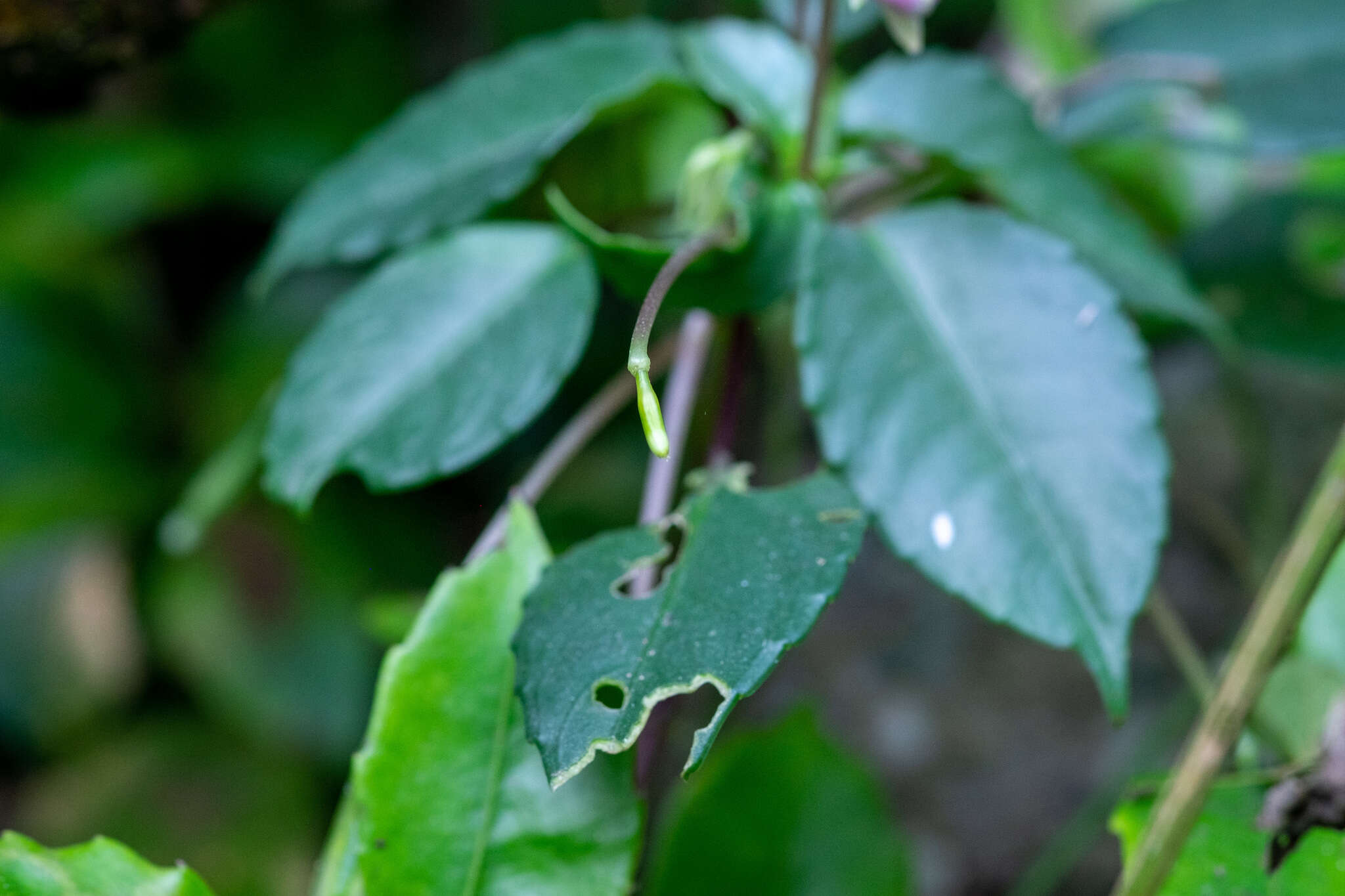 Imagem de Impatiens bonii Hook. fil.