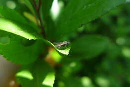 Image of Symphoromyia immaculata (Meigen 1804)