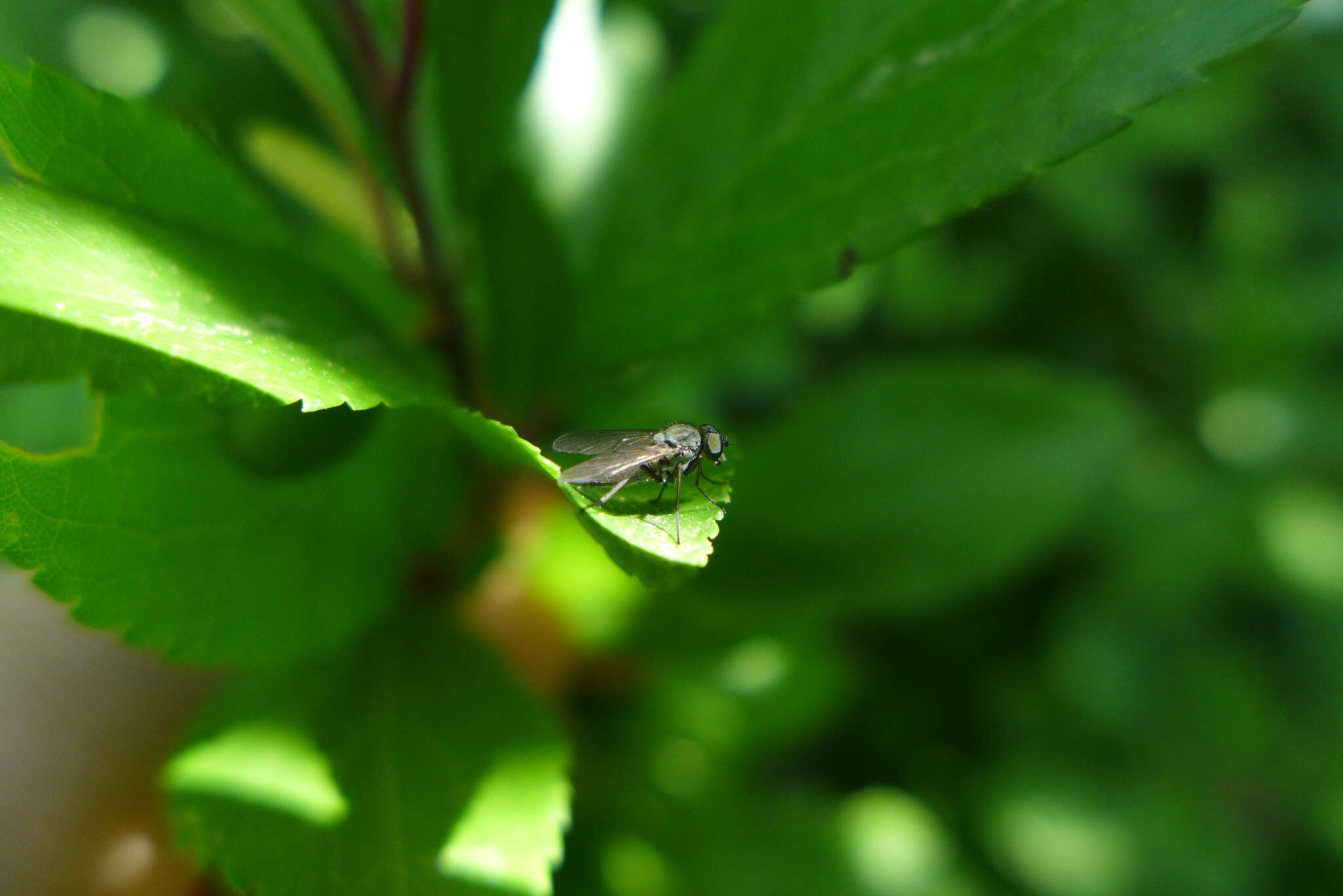 Image of Symphoromyia immaculata (Meigen 1804)