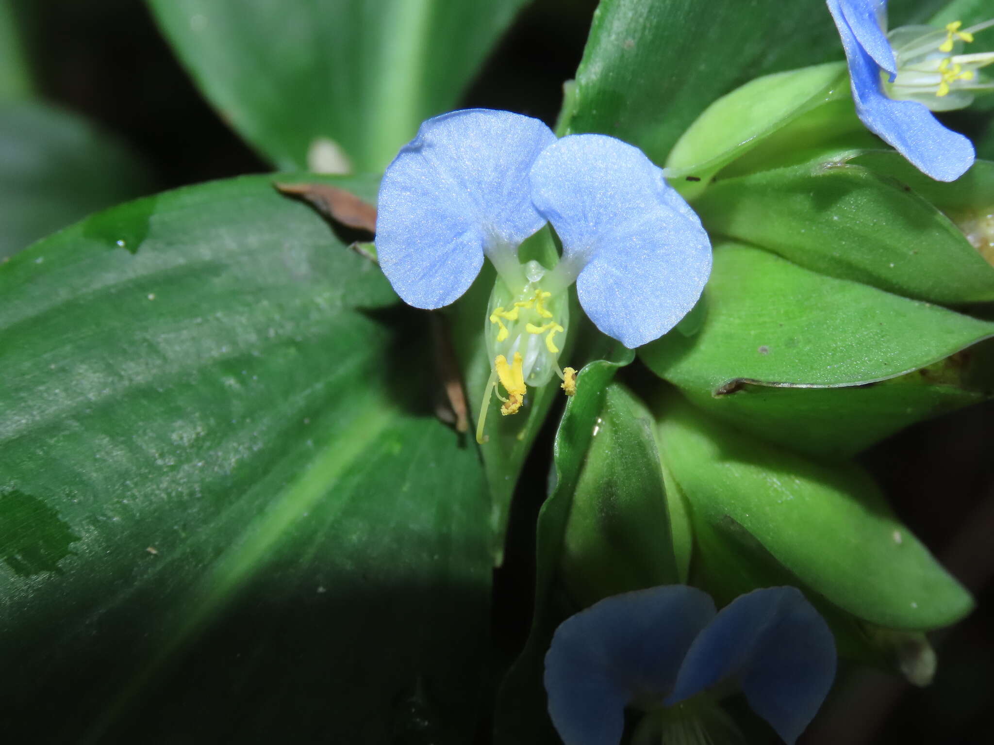 Commelina paludosa Blume的圖片