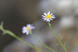 Image of sand fleabane