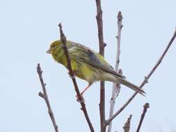 Image of Atlantic Canary